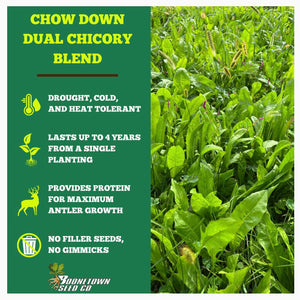 NEW!! Chow Down Chicory - Food Plot Seed