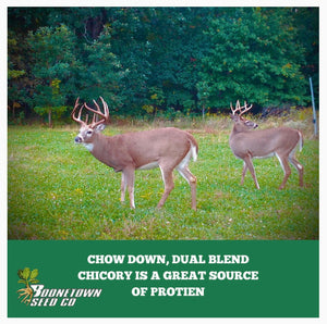 NEW!! Chow Down Chicory - Food Plot Seed