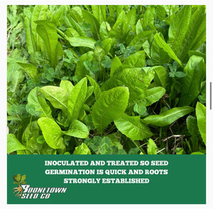 NEW!! Chow Down Chicory - Food Plot Seed