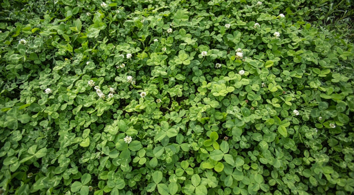 four leaf clover plant seeds Lucky 4 Leaf Clover Blend