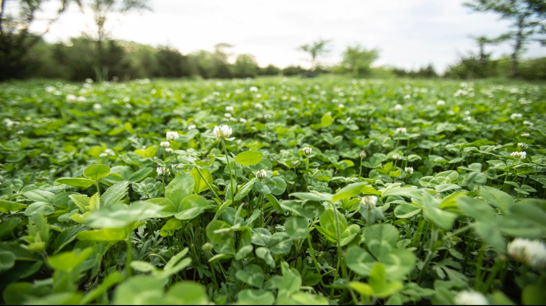four leaf clover plant seeds Lucky 4 Leaf Clover Blend