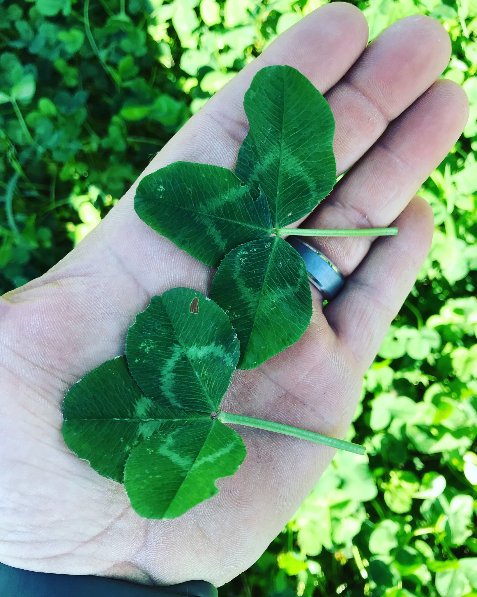 four leaf clover plant seeds Lucky 4 Leaf Clover Blend