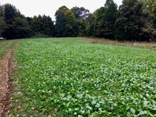 Field of Greens Blend - Food Plot Seed